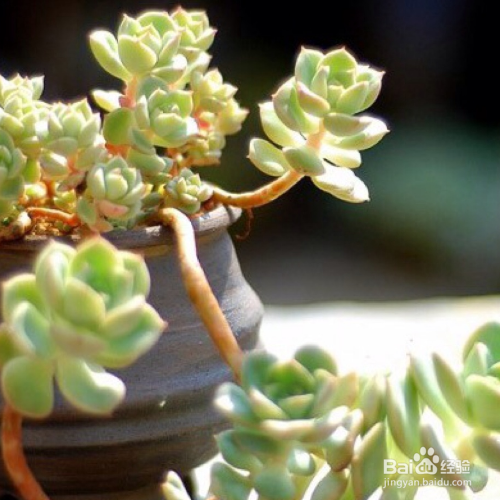 多肉冬天怎么养护