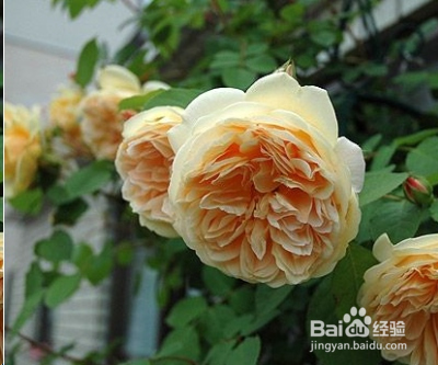 蓝妖：不可错过的经典灌木月季品种介绍