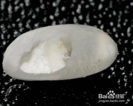 米放久了会有虫子，那么问题来了，那些虫子都是哪里来的呢？
