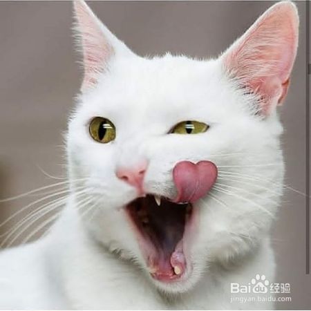 猫咪家庭体检指南!怎么检查你家猫咪的健康状况