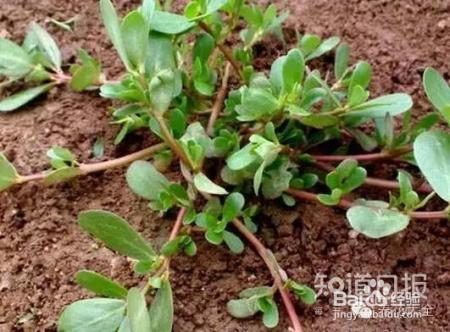 我们养的这些花农村到处都是