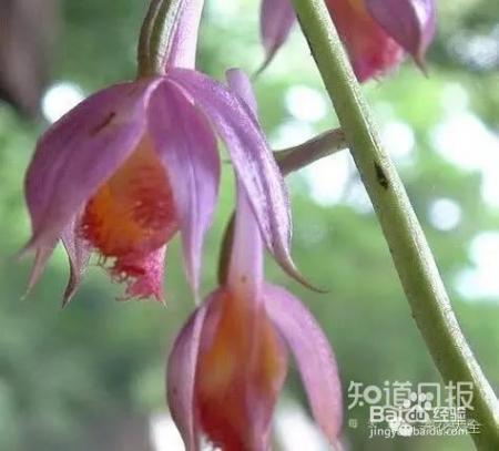 100种兰花品种图鉴，花开瞬间，艳冠群芳！
