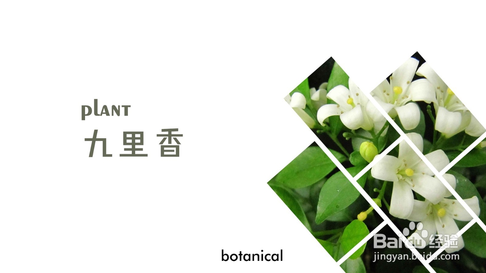 七里香九里香怎么养/生活习性