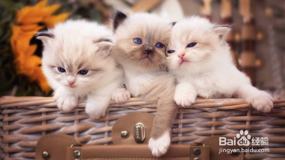 小猫咪不吃饭怎么办？怎么解决？