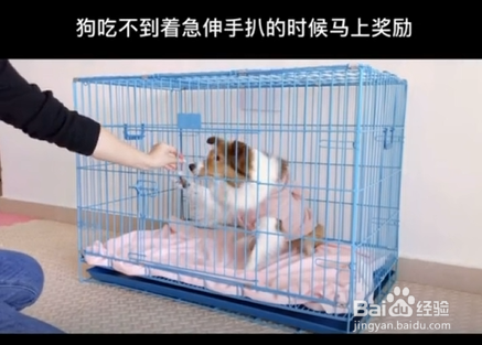 如何教狗狗关门