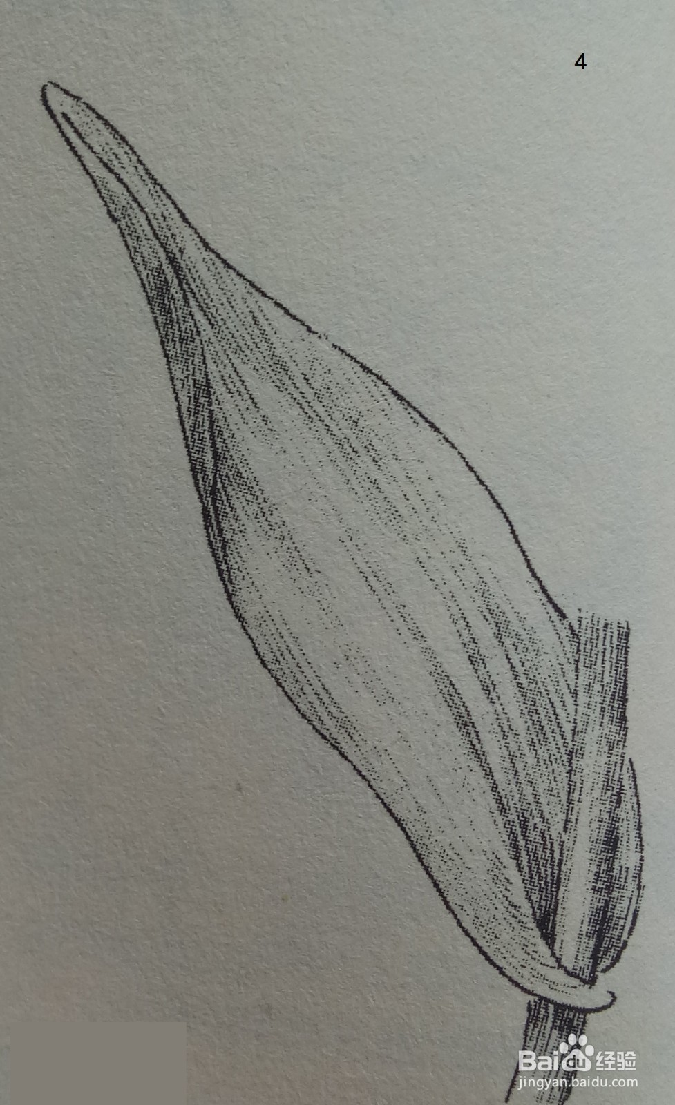 郁金香叶的基本画法（黑白花）