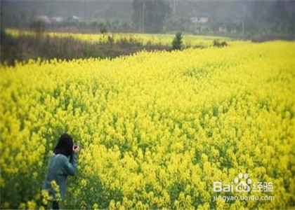 如何拍好油菜花与人物