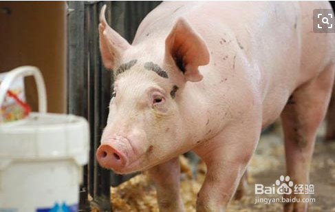 猪从猪圈里跑出该怎么办