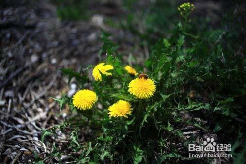 甫公花有什么功效