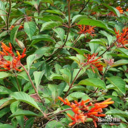 希茉莉常见的病害该怎么解决？