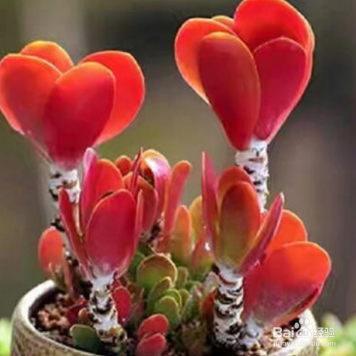 你知道多肉唐印怎么养吗?