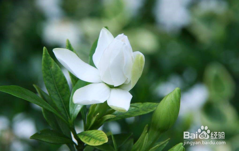北方如何让桅子花多开花