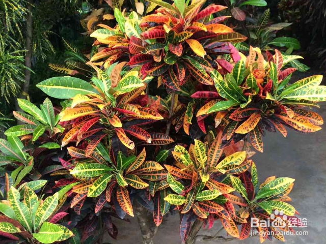 变叶木掉叶子是怎么回事?