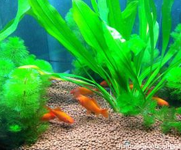 泥水养鱼如何保持水清