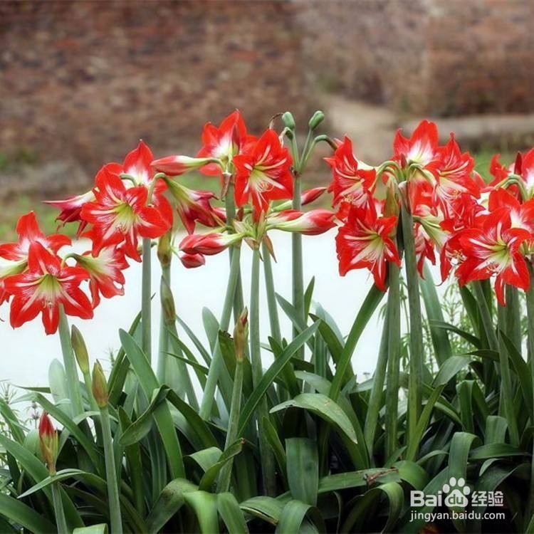 朱顶红怎么养才开花