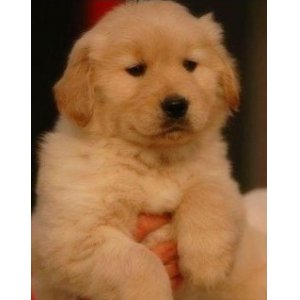怎样让金毛犬胖起来