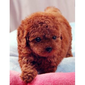 贵宾犬的种类价格