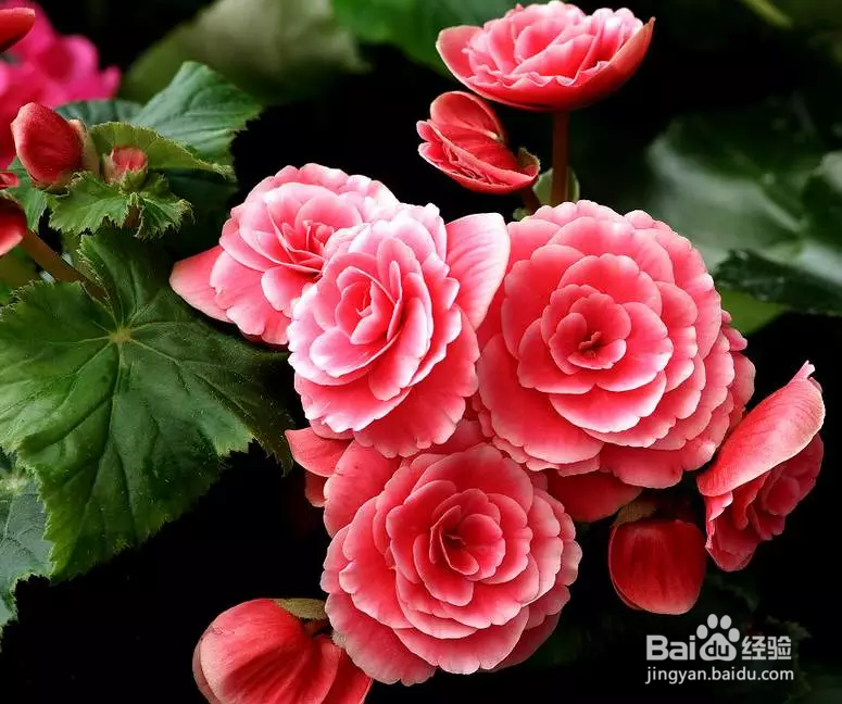 教你如何养好花花草草