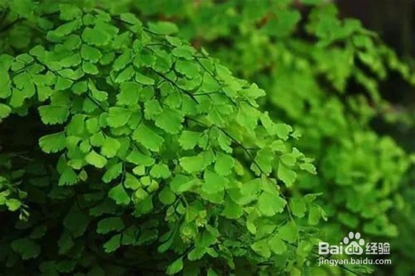 铁线蕨的养殖方法和注意事项有哪些?