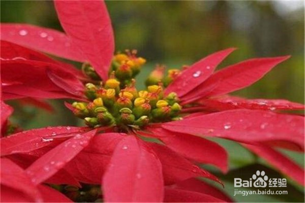 蟹爪兰的养殖方法和注意事项有什么?