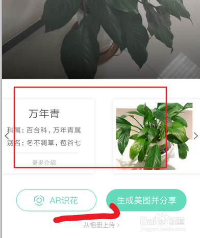 当不知道花的名字时,可用支付宝形色识花!