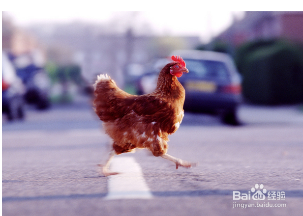过年如何选择活鸡