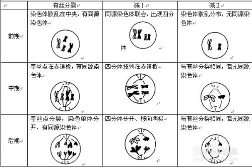 如何区别有丝分裂与减数分裂各时期图像 百度经验