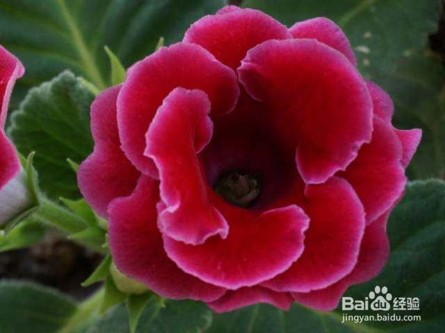 大岩桐花的种植方法是什么？