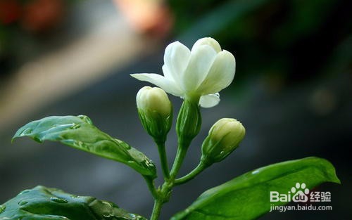 茉莉花的养殖方法和注意事项都有什么？