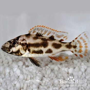 花雕鱼的养殖方法