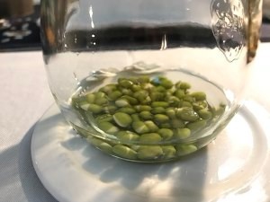 手把手教你制作绿豆盆栽