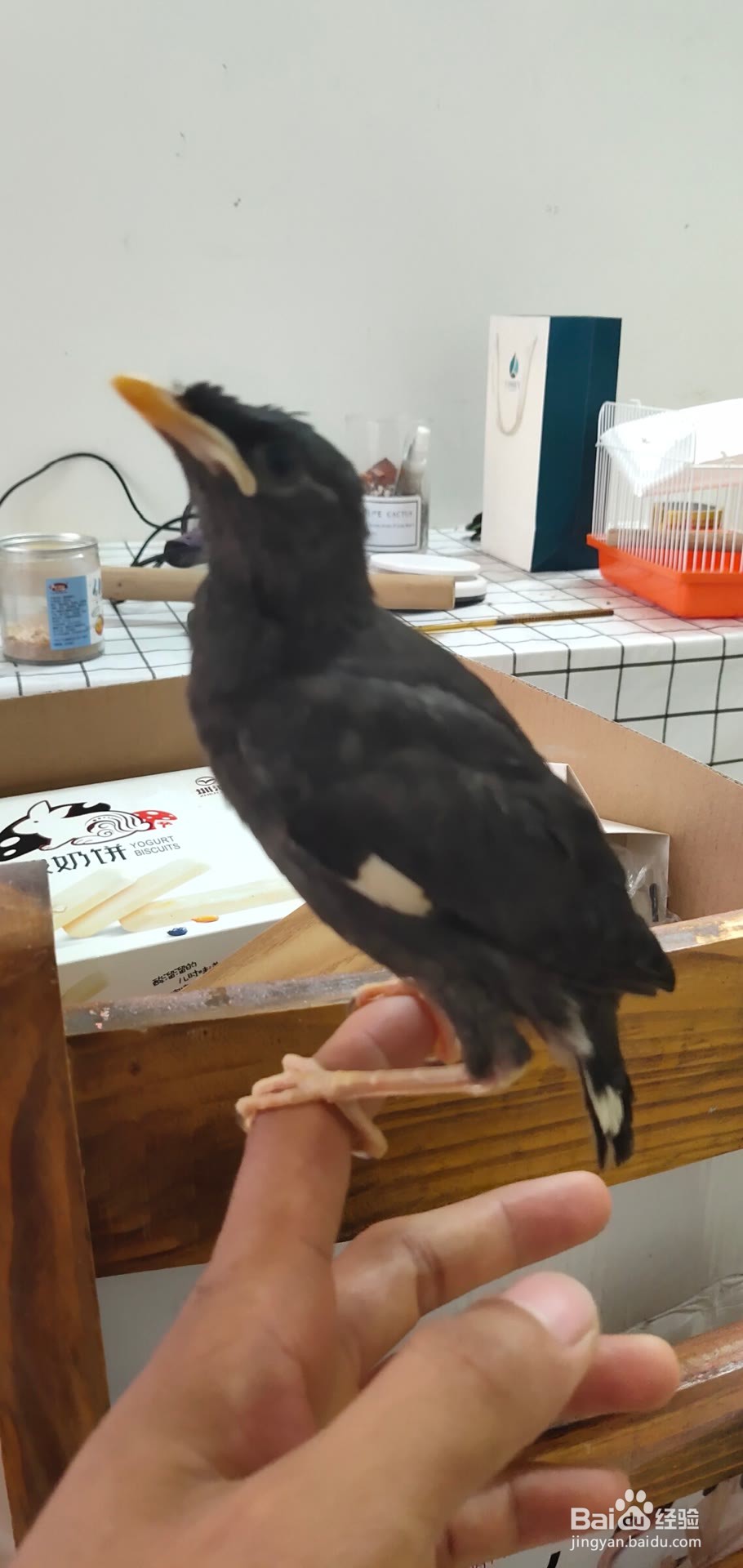 怎么挑选八哥幼鸟中极品