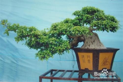 榕树的养殖方法和注意事项