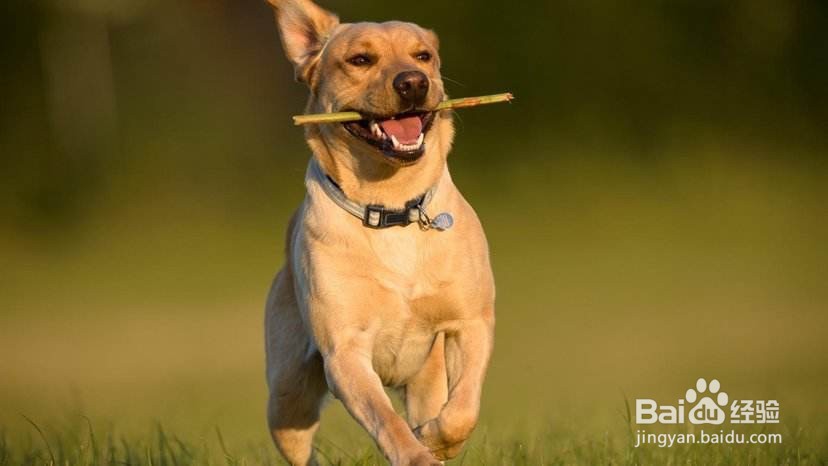 怎么让狗觉得你是老大