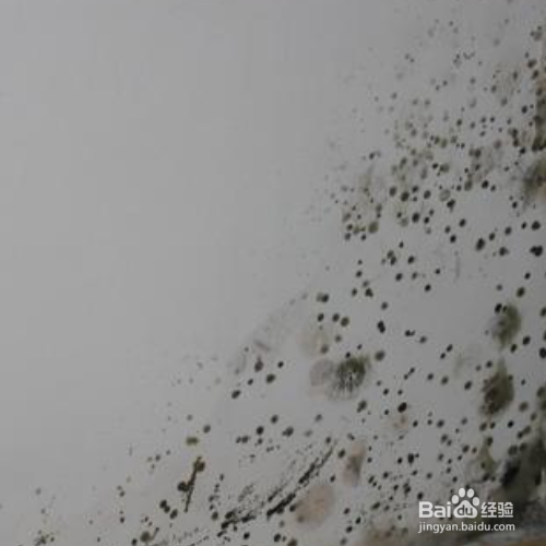 墙体发霉怎样彻底处理