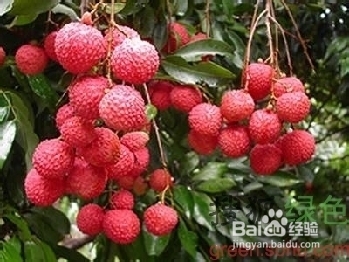 浅析五种水果的养生效果