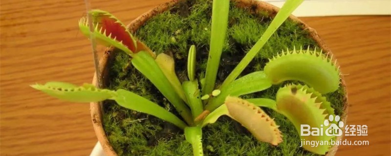 食蝇草怎么养护