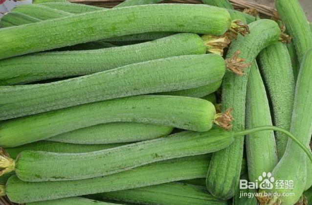 适合夏天吃的瓜果蔬菜(一)