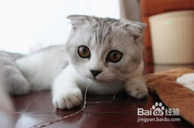 猫咪精神不好食欲不振怎么办