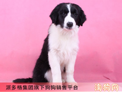 怎么看狗狗是否健康