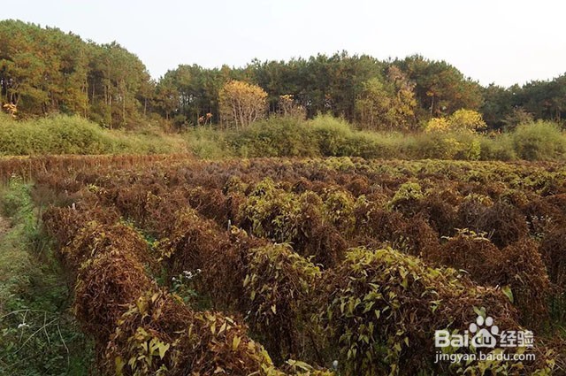 山药的需肥特点和山药重茬病害的应对措施