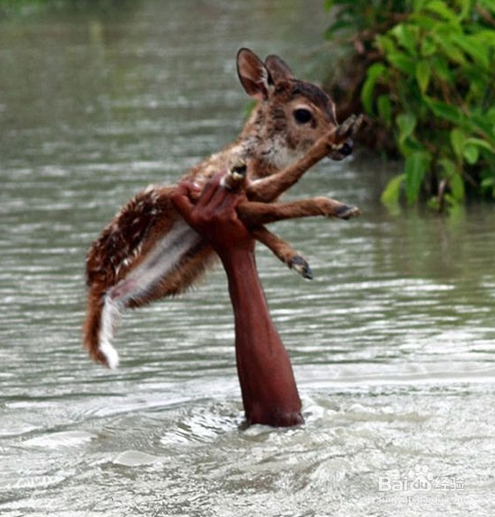 当你们看完这些故事后,请善待你身边每一个动物