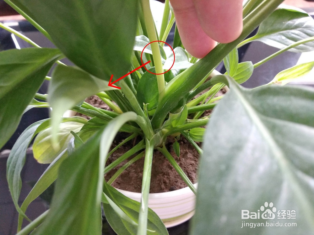 一帆风顺（白掌）开花后花变绿变黄要怎么办？
