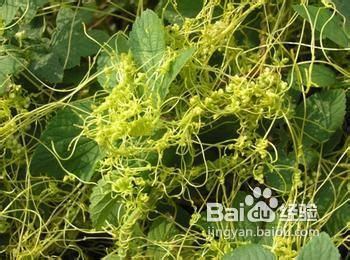 防止脱发食疗法