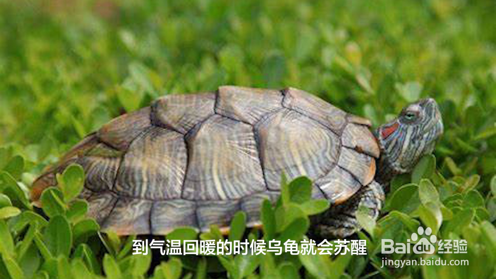 乌龟的假死状态