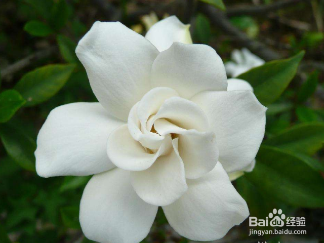 枙子花的养殖方法