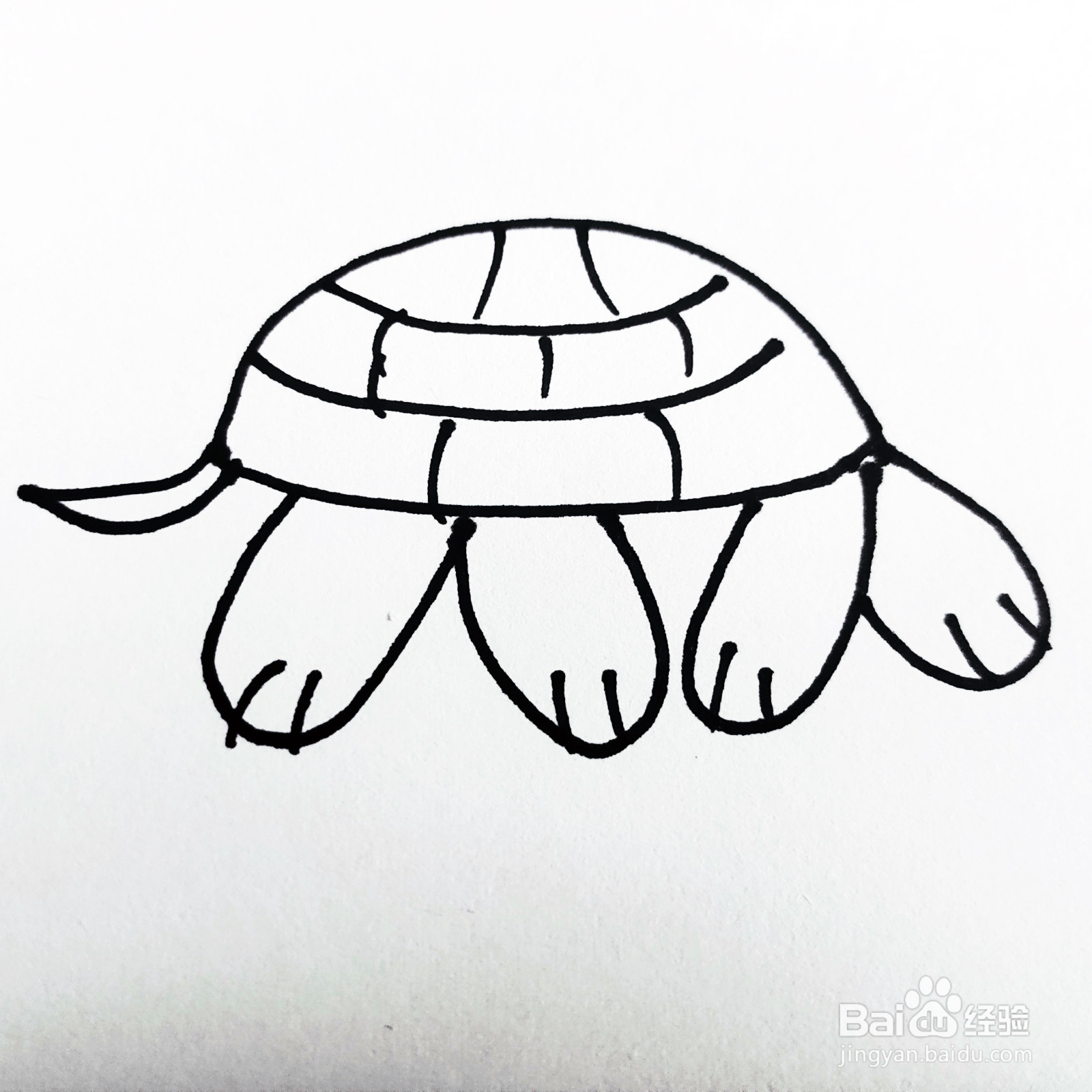 如何来画一只卡通小乌龟简笔画呢