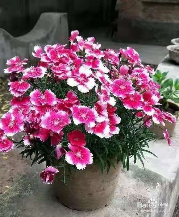 不管有钱没钱，客厅要放3种花，杀病菌促健康