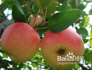 产妇吃什么能吃出好肌肤