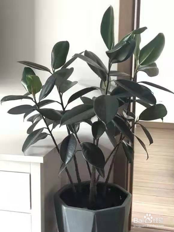 客厅最爱养的大型花，大气上档次，净空气聚财气